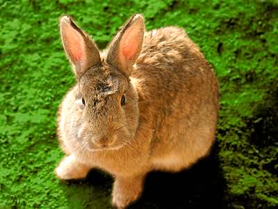 Bunny Jigsaw Puzzle JigZone