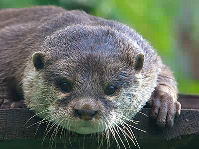 Otter 67 Piece Classic Jigsaw Puzzle JigZone