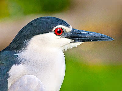 Image result for black night heron Jigsaw Puzzle