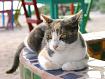 Feline Jigsaw Puzzle JigZone