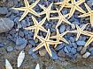 Daily Jigsaw Puzzle