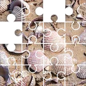 Shells Jigsaw Puzzle - JigZone.com