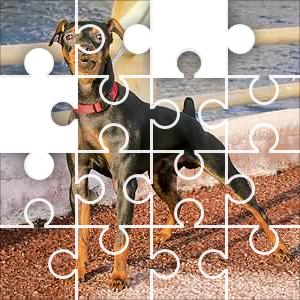 Small Dog Jigsaw Puzzle - JigZone.com