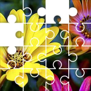flower-osteospermum-jigsaw-puzzle-jigzone